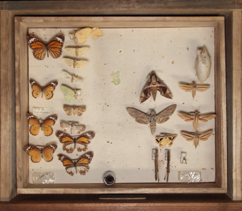 https://umdb.um.u-tokyo.ac.jp/DImages/Entomology/ISasaki/AllM/WF-08.jpg