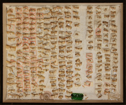 https://umdb.um.u-tokyo.ac.jp/DImages/Entomology/ISasaki/AllM/SB-25.jpg