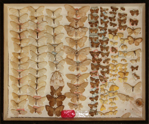 https://umdb.um.u-tokyo.ac.jp/DImages/Entomology/ISasaki/AllM/SB-05.jpg
