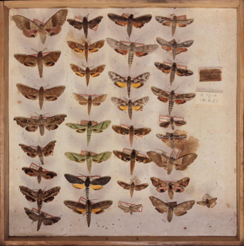 https://umdb.um.u-tokyo.ac.jp/DImages/Entomology/ISasaki/AllM/WG-02.jpg