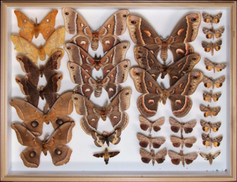 https://umdb.um.u-tokyo.ac.jp/DImages/Entomology/ISasaki/AllM/SB-14-2.jpg