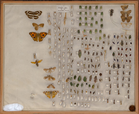 https://umdb.um.u-tokyo.ac.jp/DImages/Entomology/ISasaki/AllM/WD-15.jpg