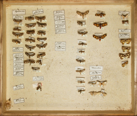 https://umdb.um.u-tokyo.ac.jp/DImages/Entomology/ISasaki/AllM/SD-07.jpg