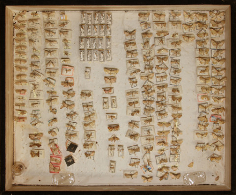 https://umdb.um.u-tokyo.ac.jp/DImages/Entomology/ISasaki/AllM/SB-26.jpg
