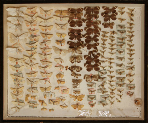 https://umdb.um.u-tokyo.ac.jp/DImages/Entomology/ISasaki/AllM/SB-21.jpg