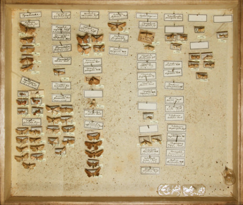 https://umdb.um.u-tokyo.ac.jp/DImages/Entomology/ISasaki/AllM/SD-16.jpg