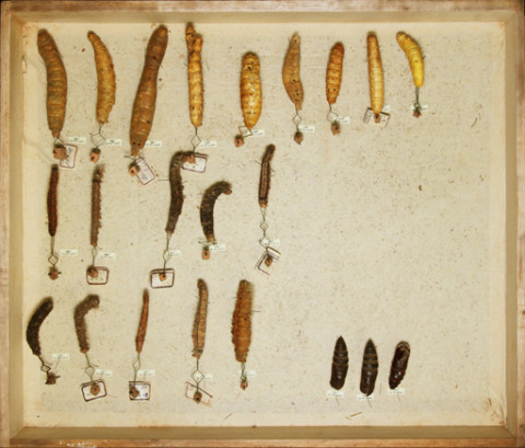 https://umdb.um.u-tokyo.ac.jp/DImages/Entomology/ISasaki/AllM/SD-08.jpg