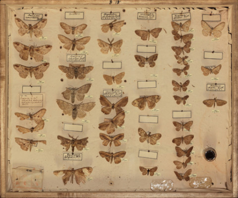 https://umdb.um.u-tokyo.ac.jp/DImages/Entomology/ISasaki/AllM/SC-35.jpg