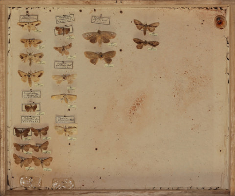 https://umdb.um.u-tokyo.ac.jp/DImages/Entomology/ISasaki/AllM/SC-06.jpg