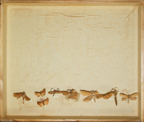 https://umdb.um.u-tokyo.ac.jp/DImages/Entomology/ISasaki/AllM/SD-29.jpg