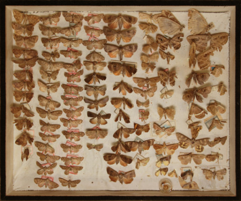 https://umdb.um.u-tokyo.ac.jp/DImages/Entomology/ISasaki/AllM/SB-16.jpg