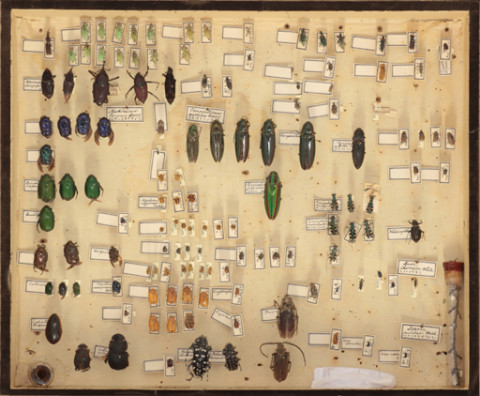https://umdb.um.u-tokyo.ac.jp/DImages/Entomology/ISasaki/AllM/SE-08.jpg