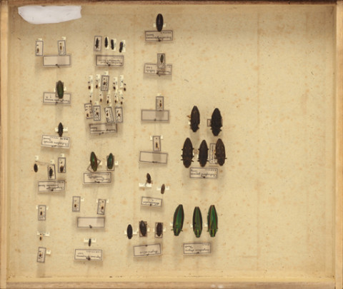 https://umdb.um.u-tokyo.ac.jp/DImages/Entomology/ISasaki/AllM/SD-24.jpg