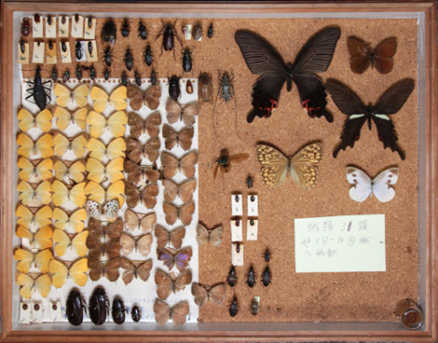 https://umdb.um.u-tokyo.ac.jp/DImages/Entomology/ISasaki/AllM/SB-14-1.jpg
