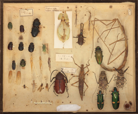 https://umdb.um.u-tokyo.ac.jp/DImages/Entomology/ISasaki/AllM/SE-27.jpg