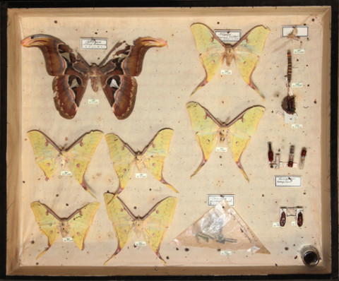 https://umdb.um.u-tokyo.ac.jp/DImages/Entomology/ISasaki/AllM/SE-10.jpg