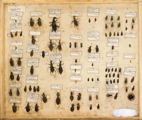 https://umdb.um.u-tokyo.ac.jp/DImages/Entomology/ISasaki/AllM/SF-02.jpg