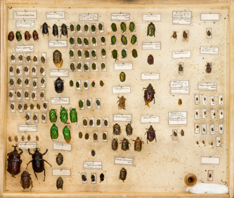 https://umdb.um.u-tokyo.ac.jp/DImages/Entomology/ISasaki/AllM/SF-17.jpg
