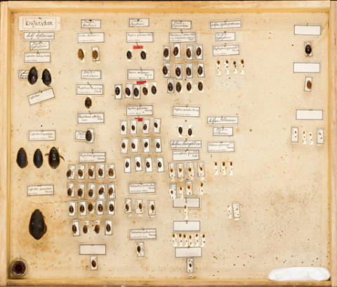 https://umdb.um.u-tokyo.ac.jp/DImages/Entomology/ISasaki/AllM/SF-06.jpg