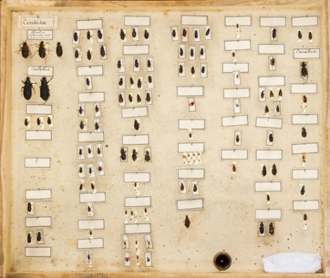 https://umdb.um.u-tokyo.ac.jp/DImages/Entomology/ISasaki/AllM/SF-04.jpg