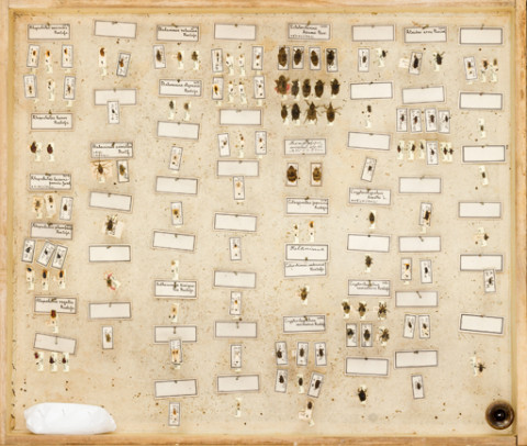 https://umdb.um.u-tokyo.ac.jp/DImages/Entomology/ISasaki/AllM/SF-30.jpg