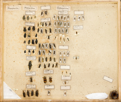 https://umdb.um.u-tokyo.ac.jp/DImages/Entomology/ISasaki/AllM/SF-27.jpg