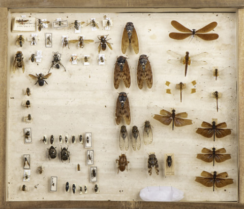 https://umdb.um.u-tokyo.ac.jp/DImages/Entomology/ISasaki/AllM/SI-14.jpg