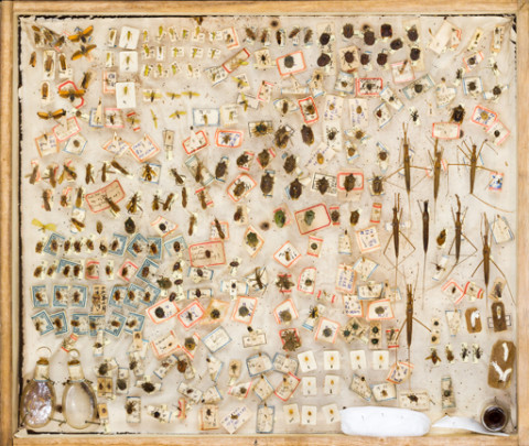 https://umdb.um.u-tokyo.ac.jp/DImages/Entomology/ISasaki/AllM/SK-39.jpg