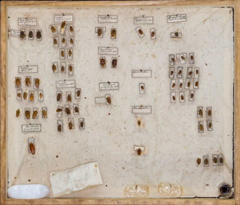 https://umdb.um.u-tokyo.ac.jp/DImages/Entomology/ISasaki/AllM/SK-03.jpg
