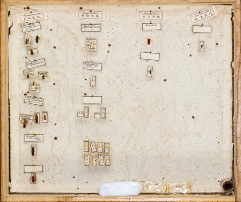 https://umdb.um.u-tokyo.ac.jp/DImages/Entomology/ISasaki/AllM/SK-07.jpg