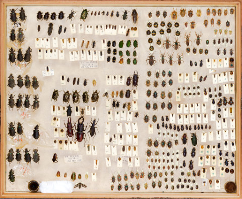 https://umdb.um.u-tokyo.ac.jp/DImages/Entomology/ISasaki/AllM/WD-01.jpg