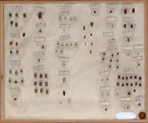 https://umdb.um.u-tokyo.ac.jp/DImages/Entomology/ISasaki/AllM/WD-12.jpg