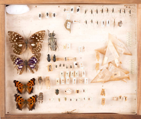 https://umdb.um.u-tokyo.ac.jp/DImages/Entomology/ISasaki/AllM/SI-10.jpg