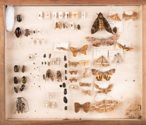 https://umdb.um.u-tokyo.ac.jp/DImages/Entomology/ISasaki/AllM/SI-13.jpg