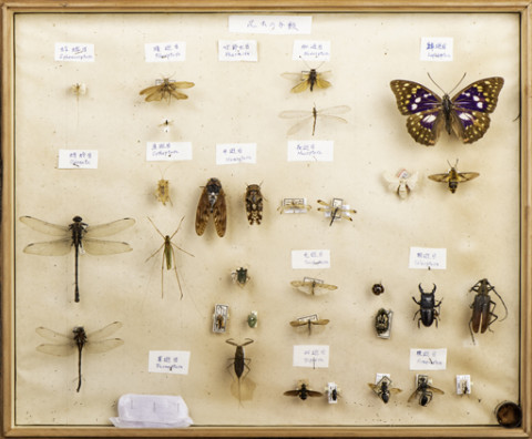 https://umdb.um.u-tokyo.ac.jp/DImages/Entomology/ISasaki/AllM/WD-06.jpg