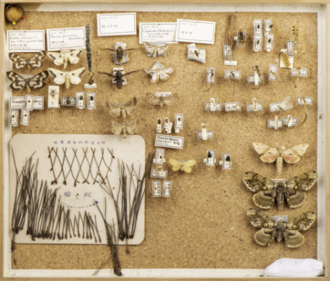 https://umdb.um.u-tokyo.ac.jp/DImages/Entomology/ISasaki/AllM/WA-03.jpg