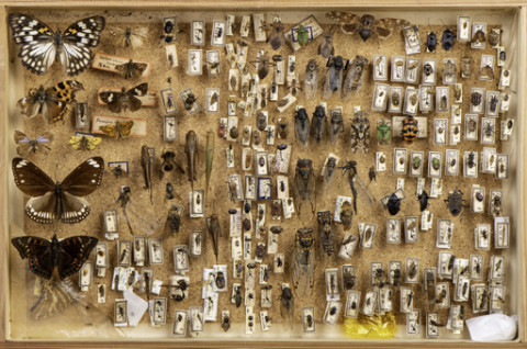 https://umdb.um.u-tokyo.ac.jp/DImages/Entomology/ISasaki/AllM/WB-09.jpg