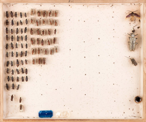 https://umdb.um.u-tokyo.ac.jp/DImages/Entomology/ISasaki/AllM/SG-29.jpg
