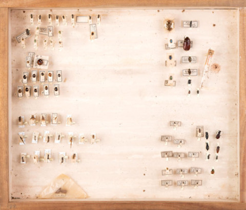 https://umdb.um.u-tokyo.ac.jp/DImages/Entomology/ISasaki/AllM/SI-08.jpg