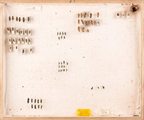 https://umdb.um.u-tokyo.ac.jp/DImages/Entomology/ISasaki/AllM/SG-25.jpg