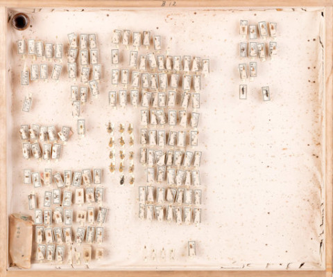 https://umdb.um.u-tokyo.ac.jp/DImages/Entomology/ISasaki/AllM/SG-28.jpg