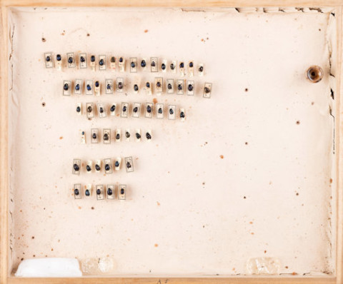 https://umdb.um.u-tokyo.ac.jp/DImages/Entomology/ISasaki/AllM/SG-05.jpg