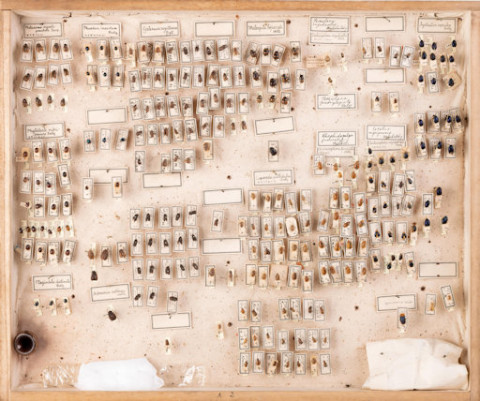 https://umdb.um.u-tokyo.ac.jp/DImages/Entomology/ISasaki/AllM/SG-02.jpg