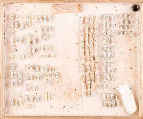 https://umdb.um.u-tokyo.ac.jp/DImages/Entomology/ISasaki/AllM/SG-11.jpg