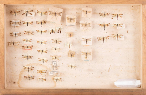 https://umdb.um.u-tokyo.ac.jp/DImages/Entomology/ISasaki/AllM/WC-11.jpg