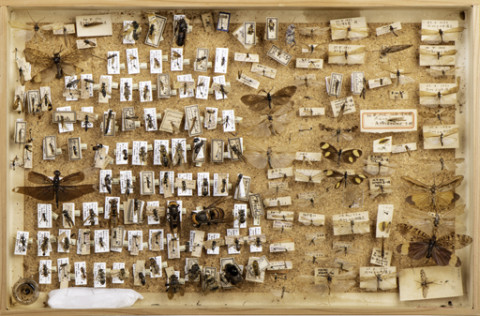 https://umdb.um.u-tokyo.ac.jp/DImages/Entomology/ISasaki/AllM/WB-03.jpg