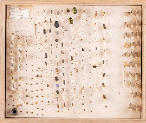 https://umdb.um.u-tokyo.ac.jp/DImages/Entomology/ISasaki/AllM/WF-24.jpg