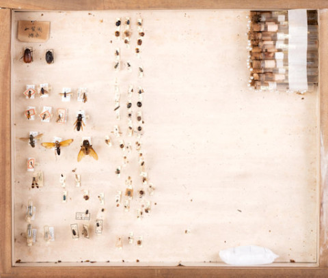 https://umdb.um.u-tokyo.ac.jp/DImages/Entomology/ISasaki/AllM/SI-16.jpg